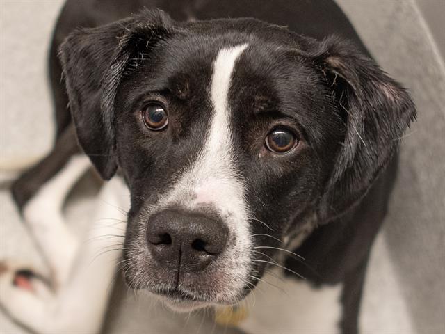 adoptable Dog in Denver, CO named ZULA