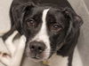 adoptable Dog in  named ZULA