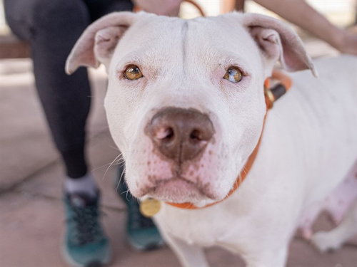 LADY, an adoptable Pit Bull Terrier in Denver, CO