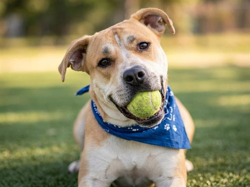 ARIES, an adoptable Pit Bull Terrier in Denver, CO