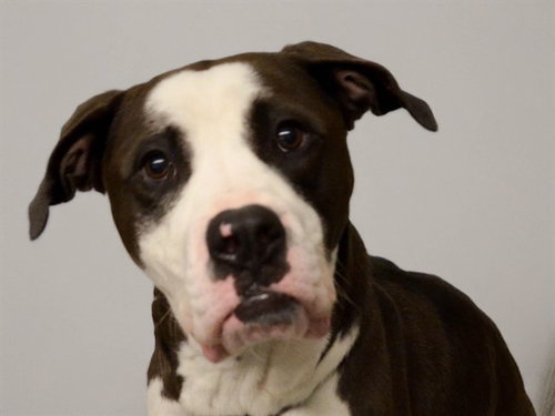 DAISY, an adoptable Pit Bull Terrier in Denver, CO