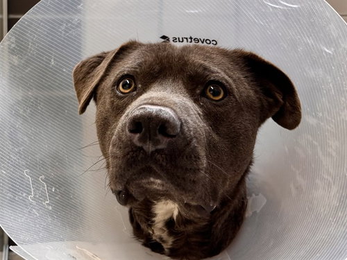 ZEUS, an adoptable Pit Bull Terrier in Denver, CO