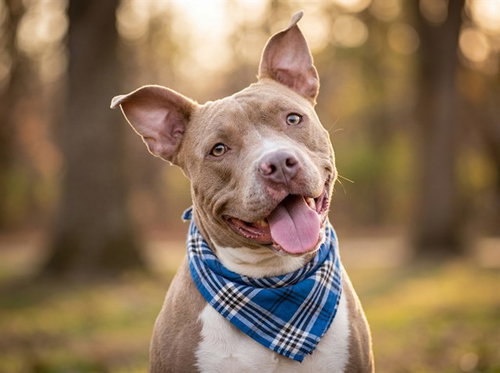 DUKE, an adoptable Pit Bull Terrier in Denver, CO