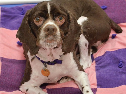 WILLIE, an adoptable Cocker Spaniel in Denver, CO
