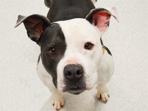 CANDY, an adoptable Pit Bull Terrier in Denver, CO