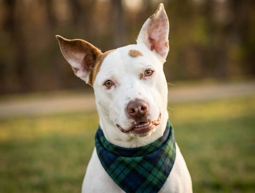 CHARLIE SCENE, an adoptable Pit Bull Terrier in Denver, CO