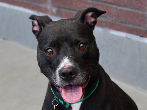 PAIGE, an adoptable Pit Bull Terrier in Denver, CO