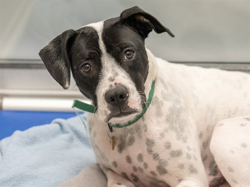 CINDERELLA, an adoptable Pit Bull Terrier in Denver, CO