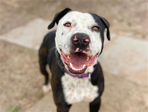 MARCEL, an adoptable Pit Bull Terrier in Denver, CO