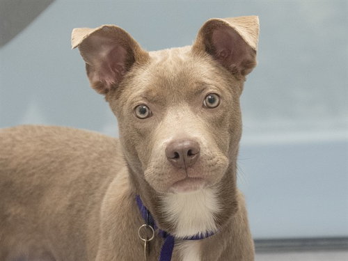 MACCHIATO, an adoptable Pit Bull Terrier in Denver, CO