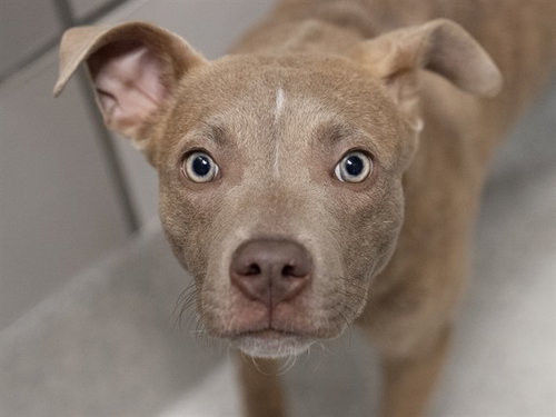 ESPRESSO, an adoptable Pit Bull Terrier in Denver, CO