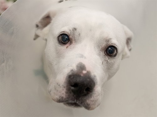 MEGAN, an adoptable Pit Bull Terrier in Denver, CO