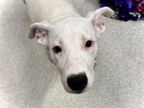 MISS GRACIE, an adoptable Pit Bull Terrier in Denver, CO