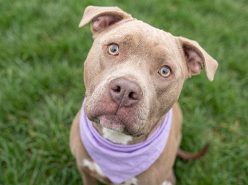 LOLA, an adoptable Pit Bull Terrier in Denver, CO
