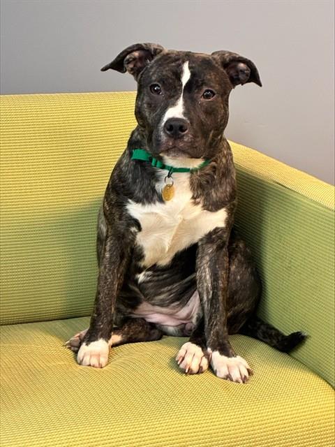AKASHA, an adoptable Pit Bull Terrier in Denver, CO