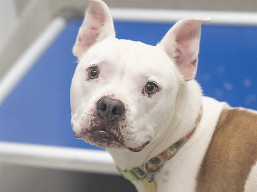 DAISY, an adoptable Pit Bull Terrier in Denver, CO
