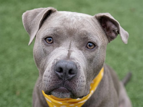 FLOYD, an adoptable Pit Bull Terrier in Denver, CO