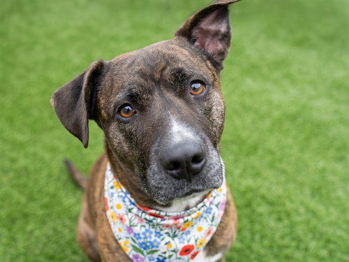 SHIBA, an adoptable Staffordshire Bull Terrier in Denver, CO