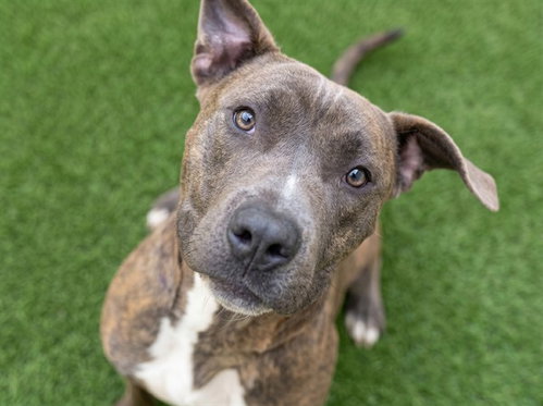 MR TWINKLETOES, an adoptable Cane Corso Mastiff in Denver, CO
