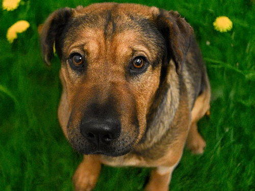 GORDA, an adoptable Chinese Shar-Pei in Denver, CO