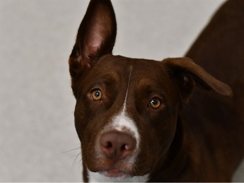 ZEUS
