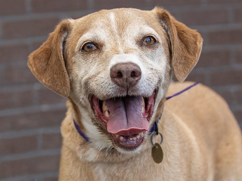 ZACK, adoptable senior Beagle