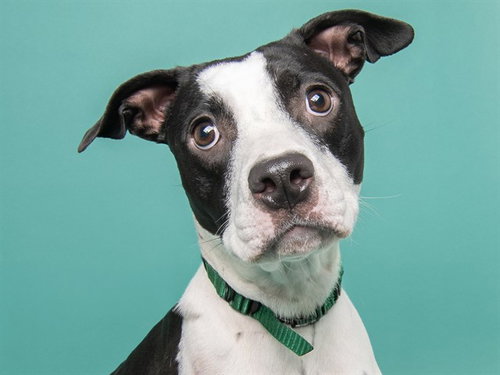 MARMEE, an adoptable Pit Bull Terrier in Denver, CO