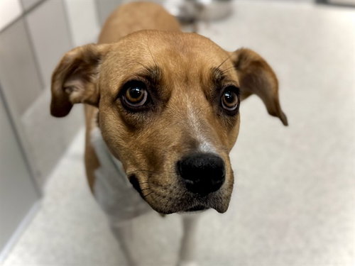 LAYLA, an adoptable Boxer in Denver, CO