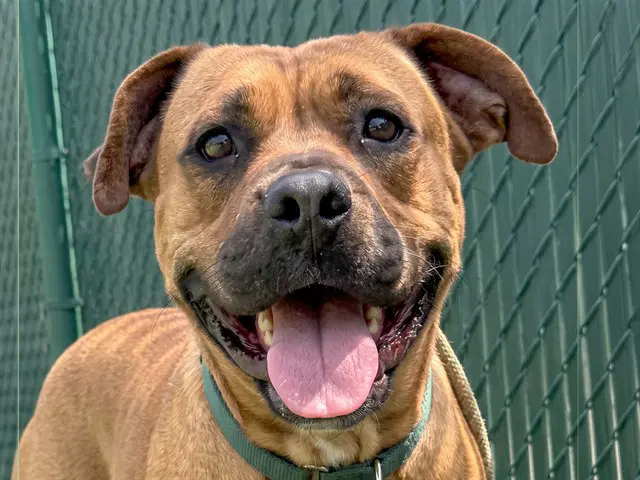 Gracie - Pit Bull Terrier
