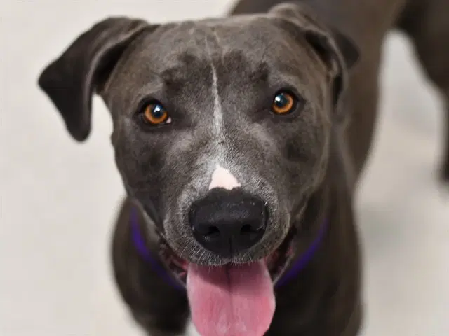 Gingko - Pit Bull Terrier