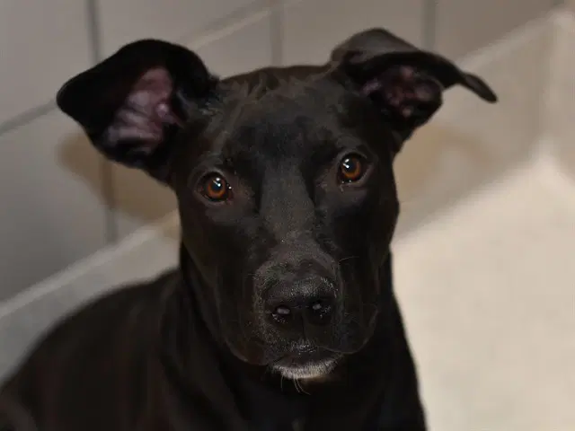 Echo - Pit Bull Terrier