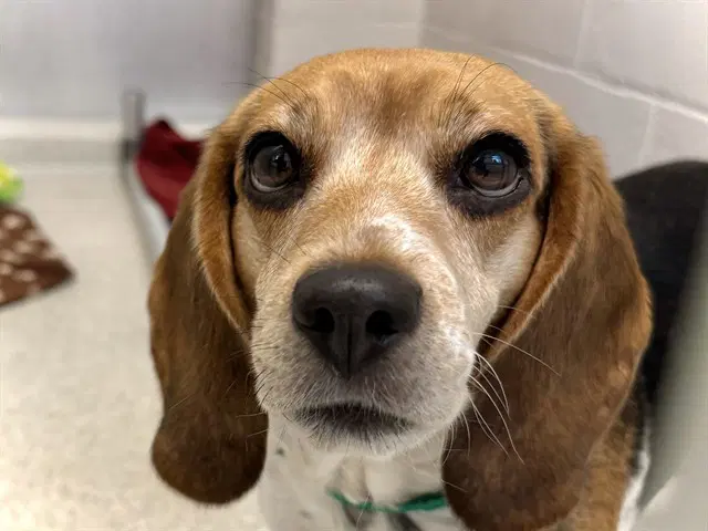 Ruby Tuesday - Beagle