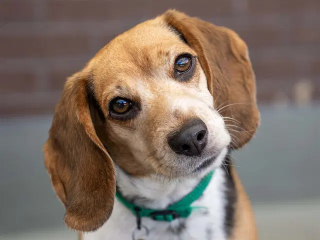 Ruby Tuesday - Beagle