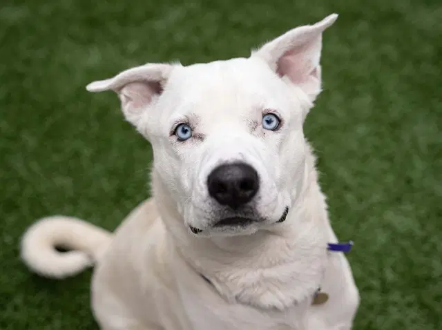 Halo - Pit Bull Terrier