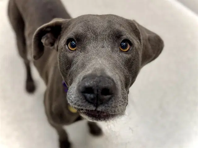Kaine - Pit Bull Terrier