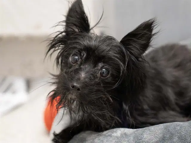 Momo - Terrier