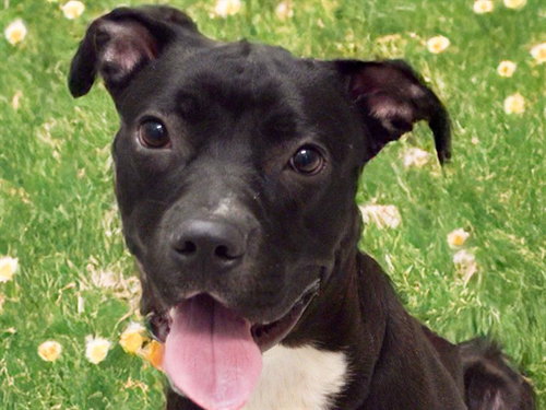 picture of the dog needing adoption