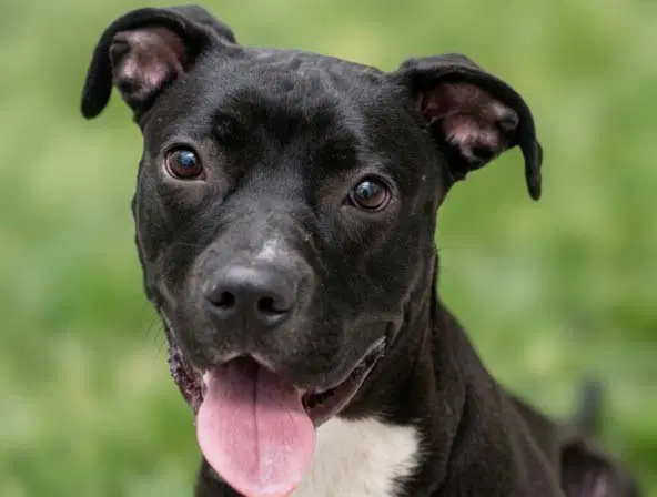 Merida - Pit Bull Terrier