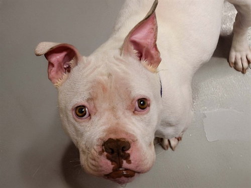 picture of the dog needing adoption