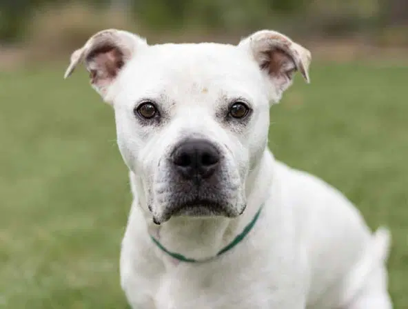 Katara - Pit Bull Terrier