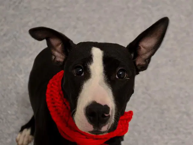 Freyjah - Pit Bull Terrier