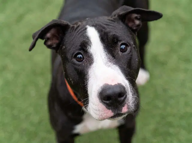 Freyjah - Pit Bull Terrier