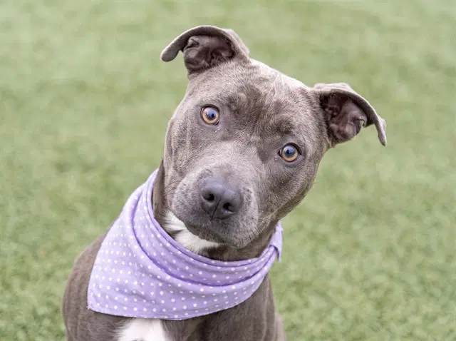 Circe - Pit Bull Terrier