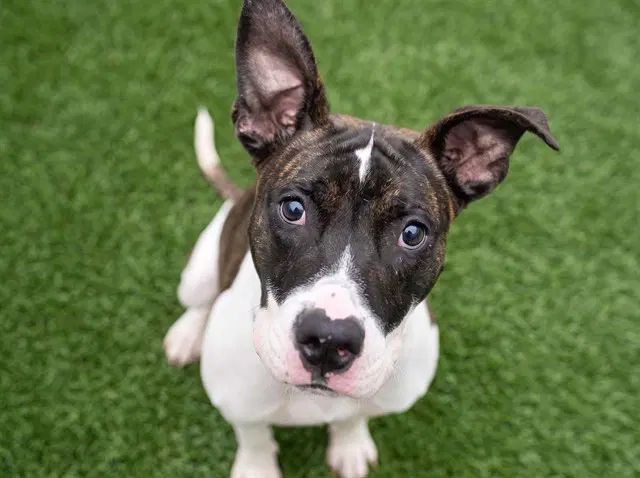 Bruno - Pit Bull Terrier
