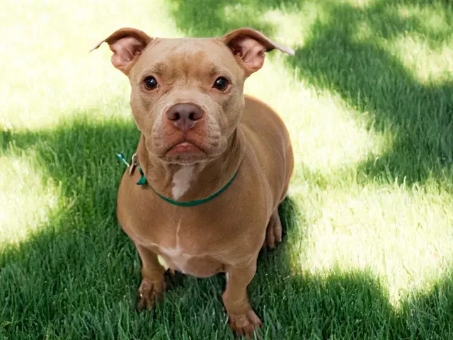 Missy - Pit Bull Terrier