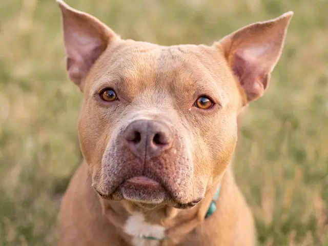 Truffle - Pit Bull Terrier