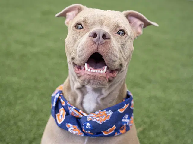 Missy - Pit Bull Terrier