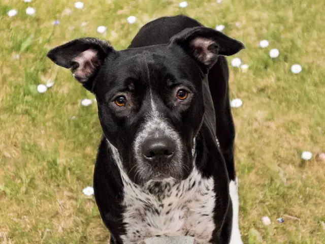 Ruggie - Pit Bull Terrier