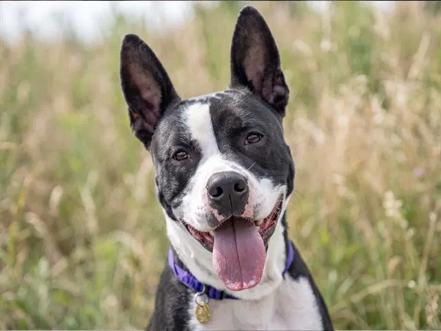 Pachuco - Pit Bull Terrier
