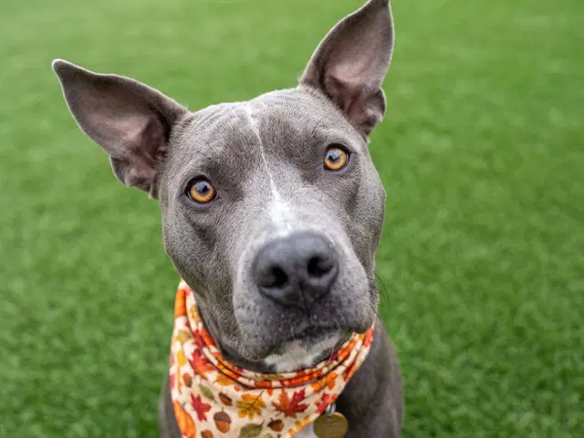Darla - Pit Bull Terrier